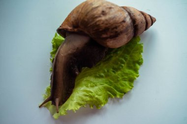 Achatina büyük salyangoz marul yaprağına oturur.