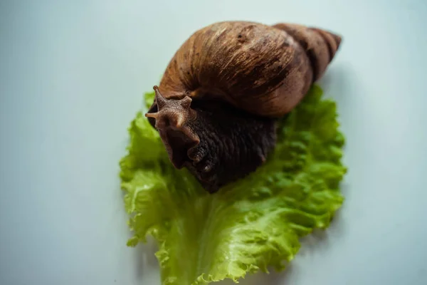 Achatina velký šnek sedí na listech salátu — Stock fotografie