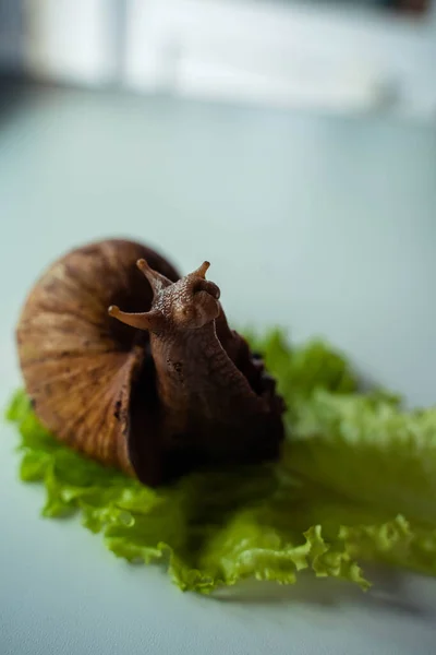 Achatina caracol grande se sienta en la hoja de lechuga — Foto de Stock