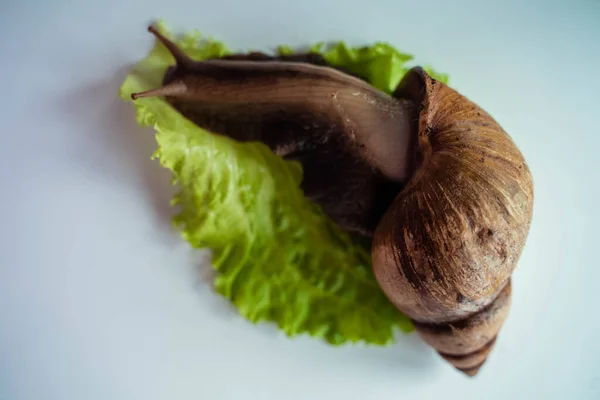 Achatina grande lumaca siede su foglia di lattuga — Foto Stock