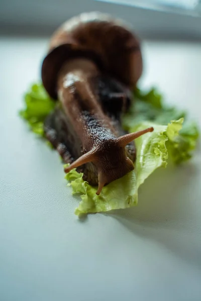 Achatina velký šnek sedí na listech salátu — Stock fotografie