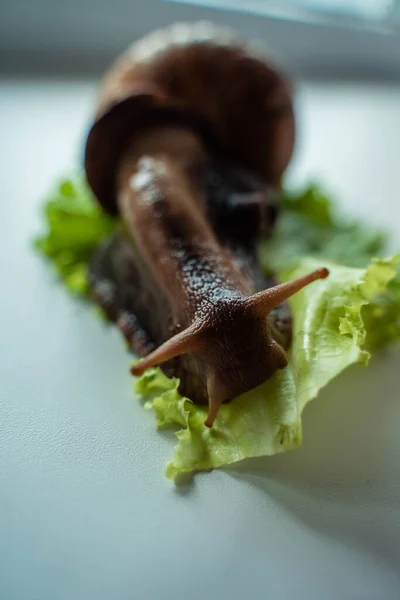 Achatina gros escargot se trouve sur la feuille de laitue — Photo