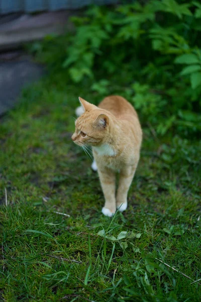 小红猫正坐在绿草上 — 图库照片