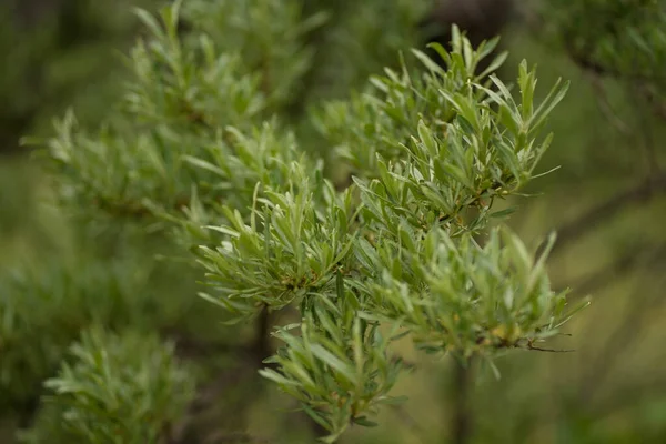 Branches of sea buckthorn without berries in spring — Stock Photo, Image