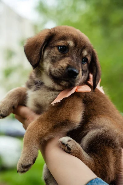 弓を持つ小さな茶色の黒い犬 — ストック写真