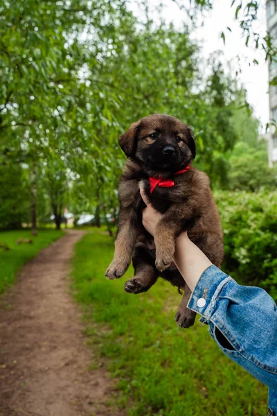 Small brown-black dog with a bow — Stock Photo, Image