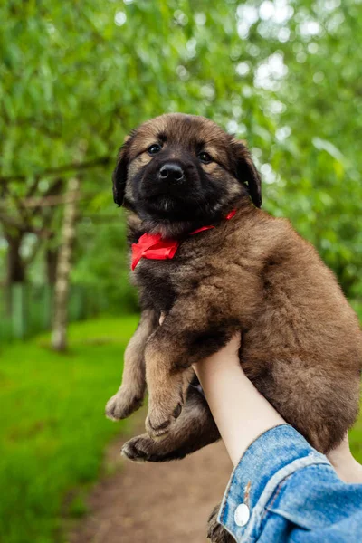 Маленька коричнево-чорна собака з бантом — стокове фото