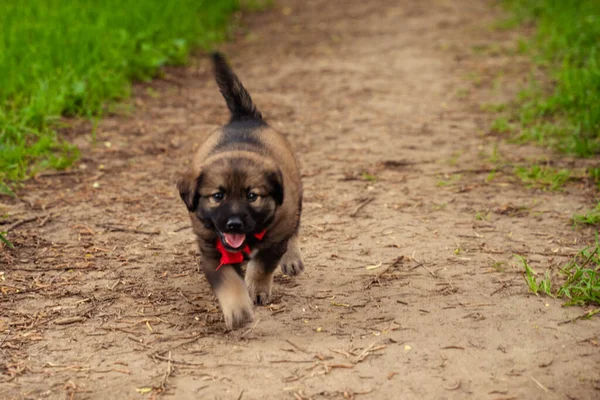 Kecil coklat-hitam anjing dengan busur — Stok Foto