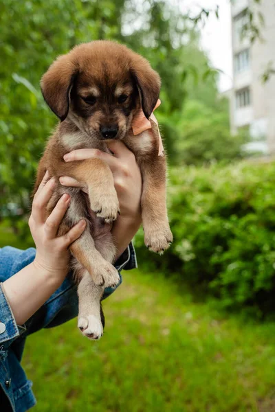 弓を持つ小さな茶色の黒い犬 — ストック写真