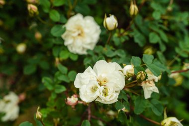 Baharda yeşil dallar üzerinde büyük beyaz gül çiçekleri