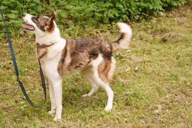 Tasmalı renkli bir köpek doğada yürüyor.