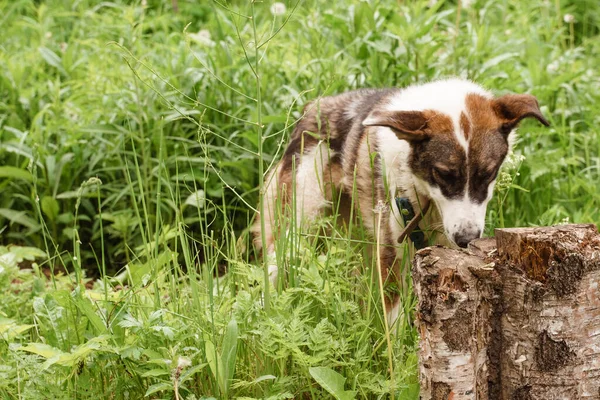 colorful dog on a leash walks in nature