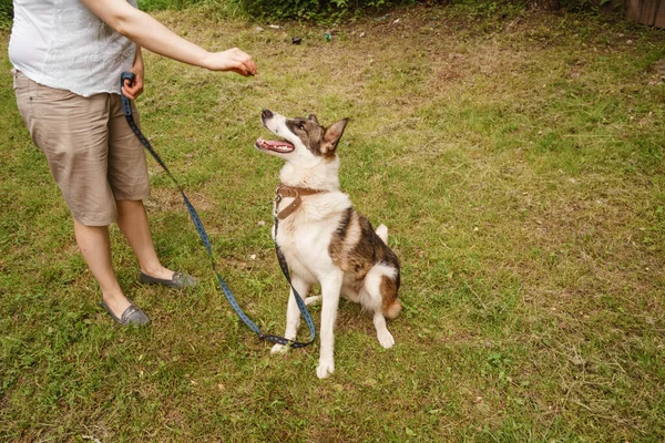 colorful dog on a leash walks in nature