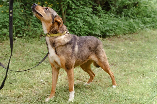 Perro rojo con correa pasea por la calle — Foto de Stock