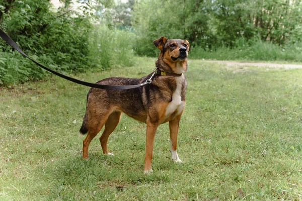 Kırmızı köpek tasmalı Sokakta yürüyor — Stok fotoğraf