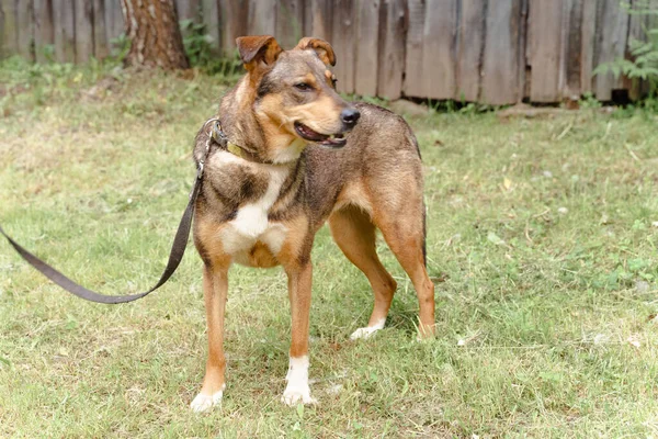 Kırmızı köpek tasmalı Sokakta yürüyor