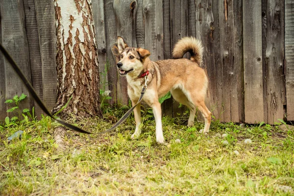 Cane rosso al guinzaglio gioca sull'erba — Foto Stock