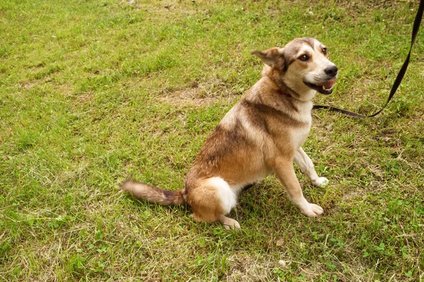 Cane rosso al guinzaglio gioca sull'erba — Foto Stock