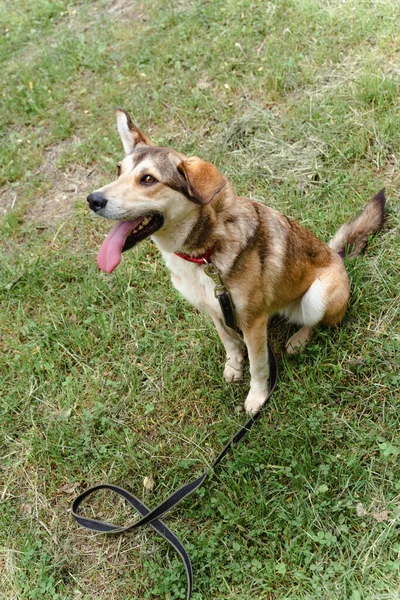 red dog in a leash plays on the grass