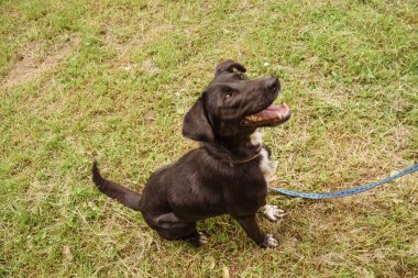 Tasmalı siyah köpek çimenlerde yürüyor.