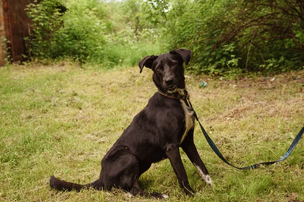 Perro negro con una correa pasea sobre la hierba — Foto de Stock