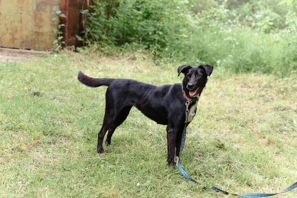 Μαύρος σκύλος με λουρί περπατάει στο γρασίδι — Φωτογραφία Αρχείου