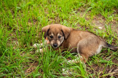 Sokakta yaylı kahverengi köpek yavrusu