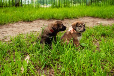 Sokakta yaylı kahverengi köpek yavrusu
