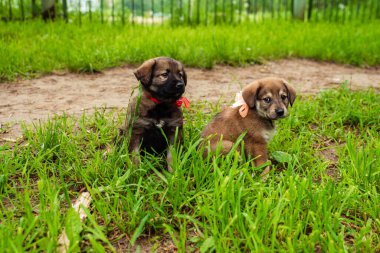 Sokakta yaylı kahverengi köpek yavrusu