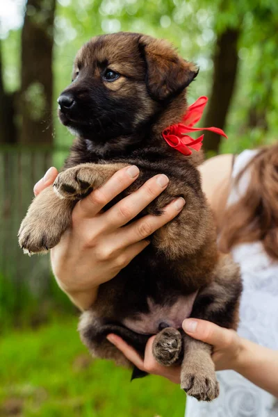 Brun hund valp med en båge på gatan — Stockfoto