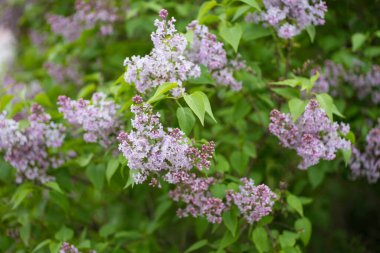 Yeşil bir çalılıkta leylak dalları