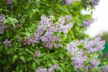 Yeşil bir çalılıkta leylak dalları