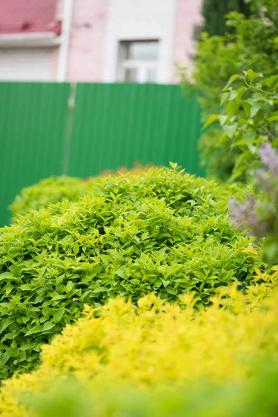 Branches de lilas sur un buisson vert — Photo