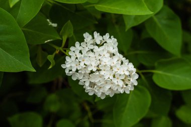 Yeşil çalılıklarda beyaz leylak filizleri