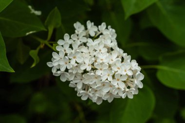 Yeşil çalılıklarda beyaz leylak filizleri