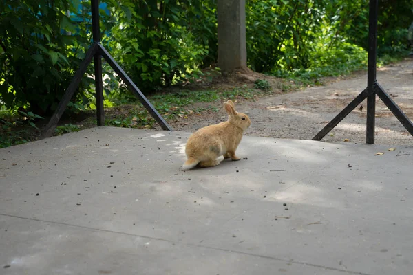 長い耳を持つ赤いウサギ — ストック写真