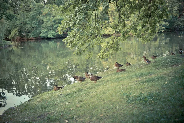 Patos se sientan en la hierba bajo un árbol — Foto de Stock