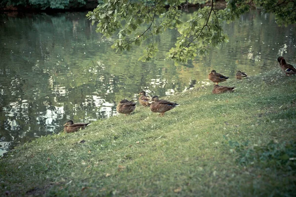 Kachny sedí na trávě pod stromem — Stock fotografie