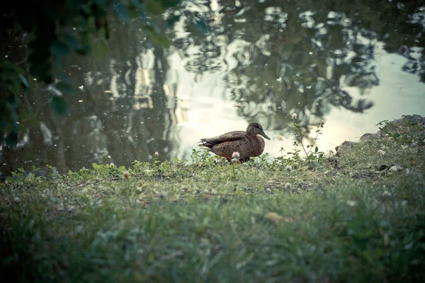 Утки сидят на траве под деревом — стоковое фото