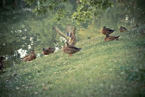 Canards assis sur l'herbe sous un arbre — Photo