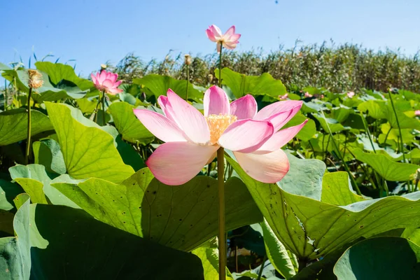 Pink lotuses in green thickets near the river — Stock Photo, Image