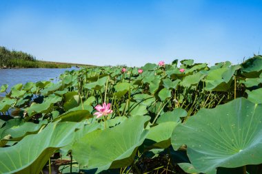 Yeşil çalılıklarda pembe nilüfer