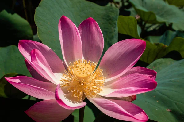Pink lotus in green thickets — Stock Photo, Image