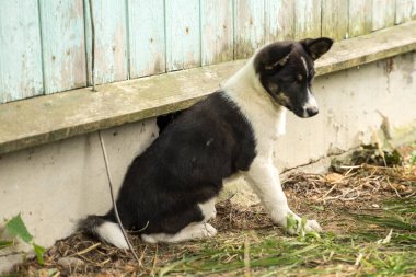 Evin yanında iki küçük köpek oturuyor.