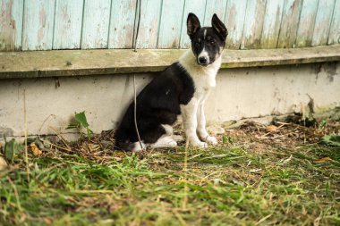 Evin yanında iki küçük köpek oturuyor.
