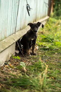 Evin yanında iki küçük köpek oturuyor.