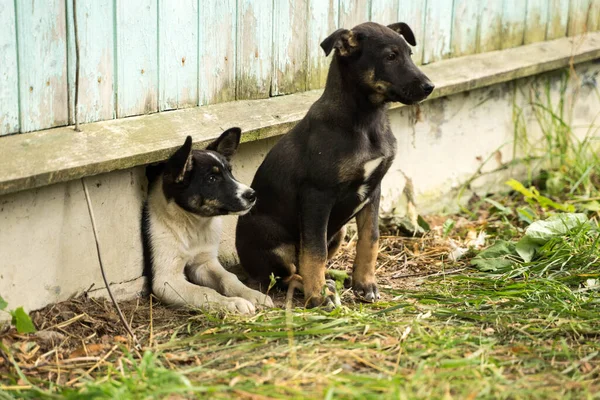집 근처에 앉아 있는 작은 개 두 마리 — 스톡 사진
