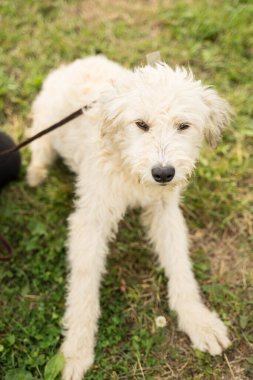 Beyaz tüylü ve başıboş bir köpek