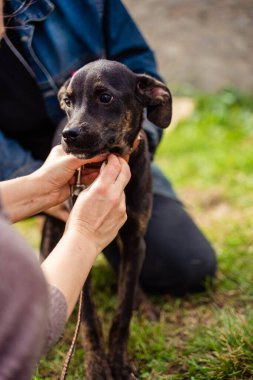 Siyah brindle köpeği çimlerin üzerinde oturuyor.