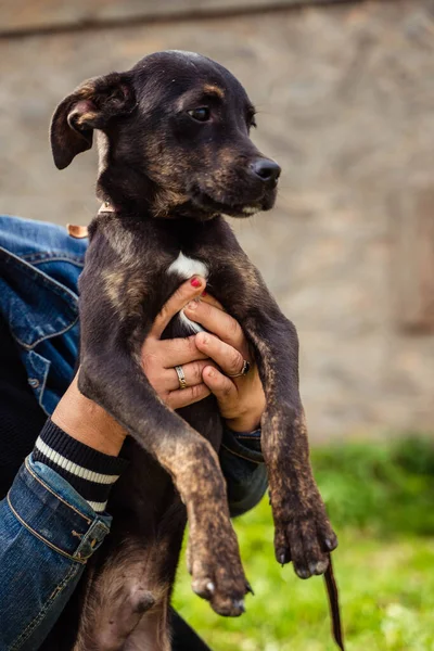 Siyah brindle köpeği çimlerin üzerinde oturuyor.